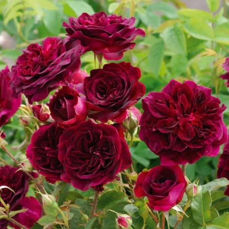 Munstead Wood ® Trandafir Englezesc Floribunda butaşi trandafiri de grădină în ghiveci sau rădăcină liberă