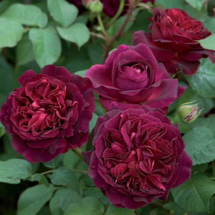 Munstead Wood ® Trandafir Englezesc Floribunda butaşi trandafiri de grădină în ghiveci sau rădăcină liberă