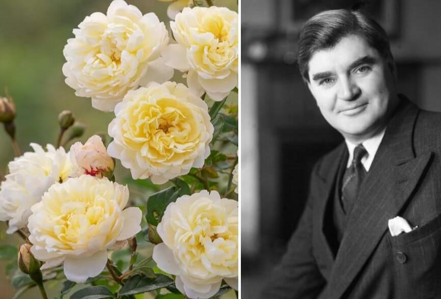 NYE BEVAN ® Trandafir Englezesc Floribunda butaşi trandafiri de grădină în ghiveci sau rădăcină liberă