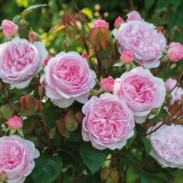 Olivia Rose ® Trandafir Englezesc Floribunda butaşi trandafiri de grădină în ghiveci sau rădăcină liberă