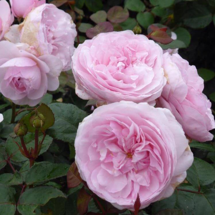 Olivia Rose ® Trandafir Englezesc Floribunda butaşi trandafiri de grădină în ghiveci sau rădăcină liberă