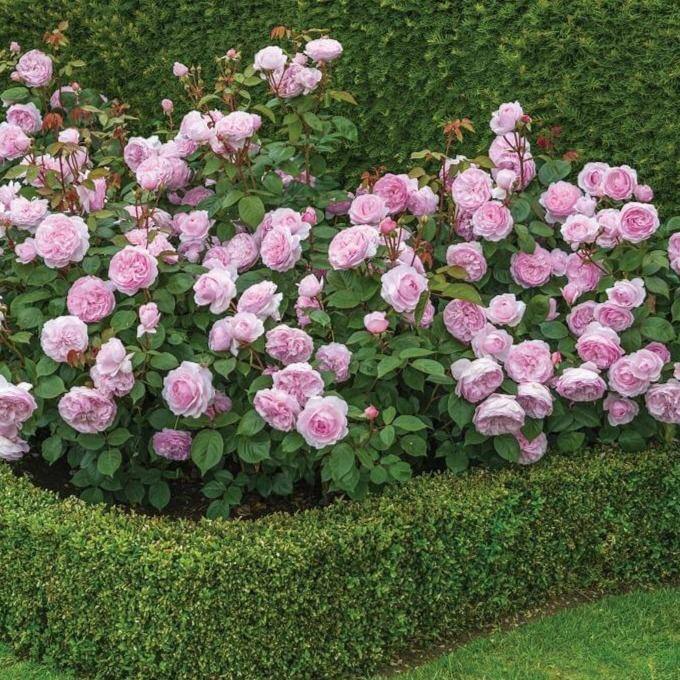 Olivia Rose ® Trandafir Englezesc Floribunda butaşi trandafiri de grădină în ghiveci sau rădăcină liberă