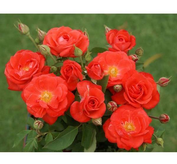 Orange Sensation ® Trandafir Floribunda butaşi trandafiri de grădină în ghiveci sau rădăcină liberă