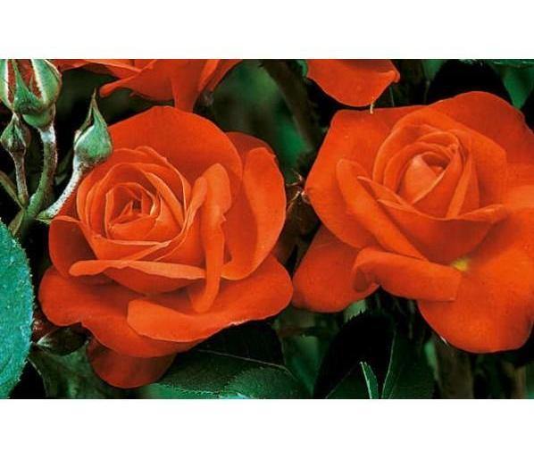 Orange Sensation ® Trandafir Floribunda butaşi trandafiri de grădină în ghiveci sau rădăcină liberă