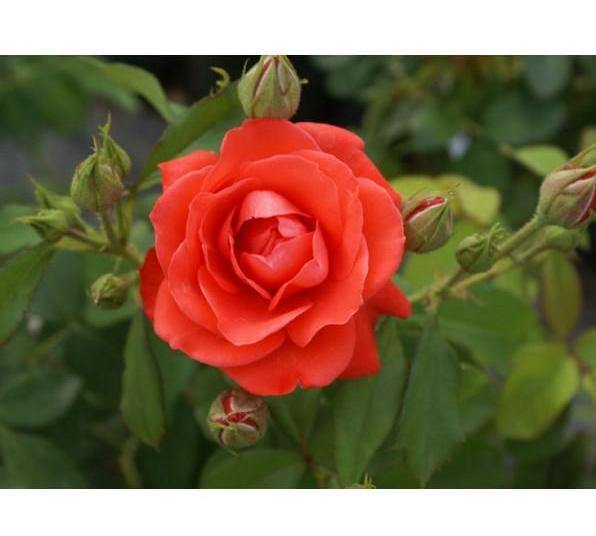 Orange Sensation ® Trandafir Floribunda butaşi trandafiri de grădină în ghiveci sau rădăcină liberă