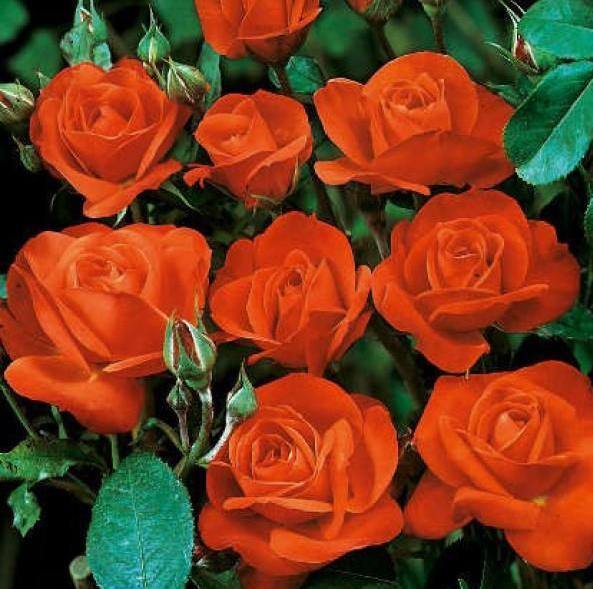 Orange Sensation ® Trandafir Floribunda butaşi trandafiri de grădină în ghiveci sau rădăcină liberă