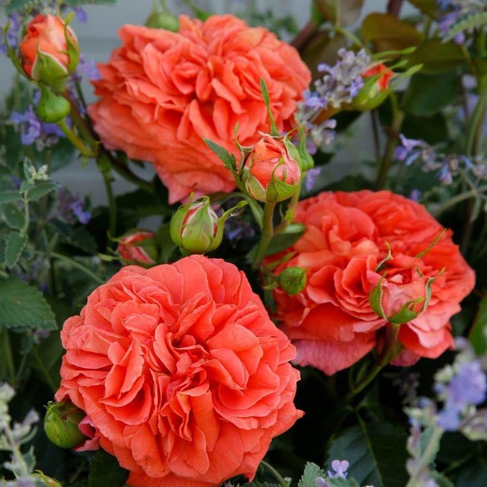 Orangerie ® Trandafir Floribunda butaşi trandafiri de grădină în ghiveci sau rădăcină liberă