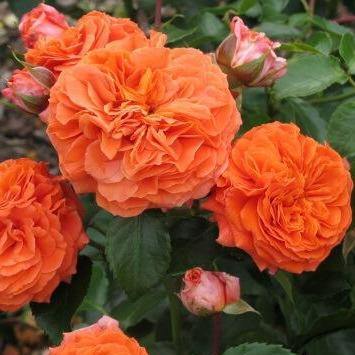 Orangerie ® Trandafir Floribunda butaşi trandafiri de grădină în ghiveci sau rădăcină liberă