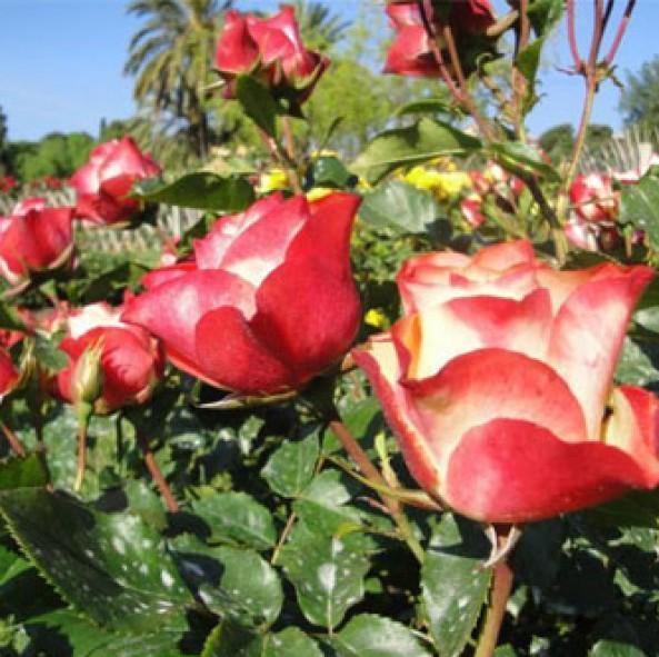 ORIGAMI ® Butasi trandafiri de gradina butaşi trandafiri de grădină în ghiveci sau rădăcină liberă
