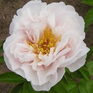 Paeonia : BLUSHING PRINCESS Perene butaşi trandafiri de grădină în ghiveci sau rădăcină liberă