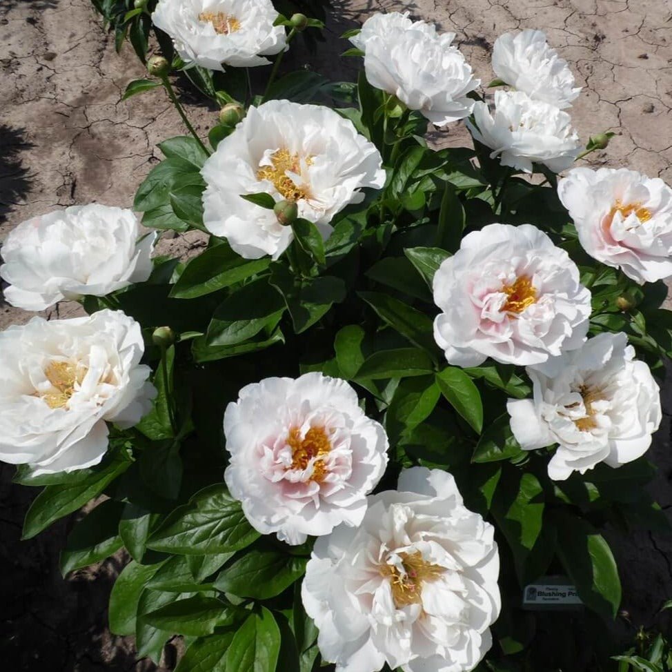 Paeonia : BLUSHING PRINCESS Perene butaşi trandafiri de grădină în ghiveci sau rădăcină liberă