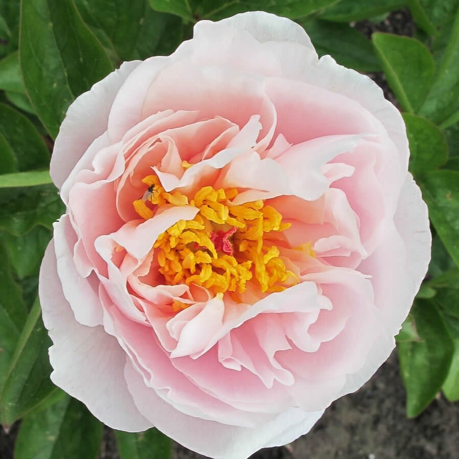 Paeonia : BLUSHING PRINCESS Perene butaşi trandafiri de grădină în ghiveci sau rădăcină liberă