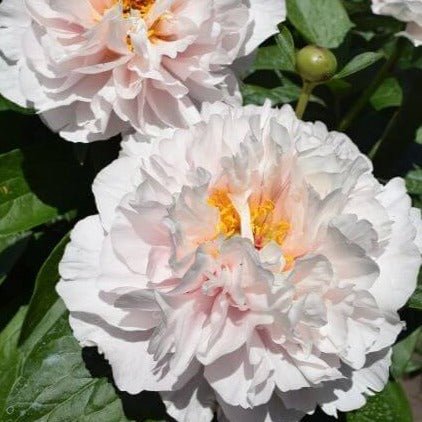 Paeonia : BLUSHING PRINCESS Perene butaşi trandafiri de grădină în ghiveci sau rădăcină liberă