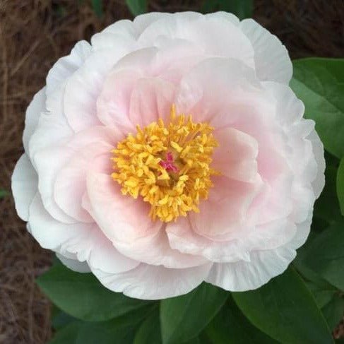 Paeonia : BLUSHING PRINCESS Perene butaşi trandafiri de grădină în ghiveci sau rădăcină liberă