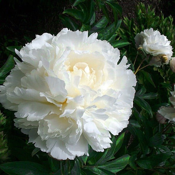 Paeonia : BOWL OF CREAM Perene butaşi trandafiri de grădină în ghiveci sau rădăcină liberă