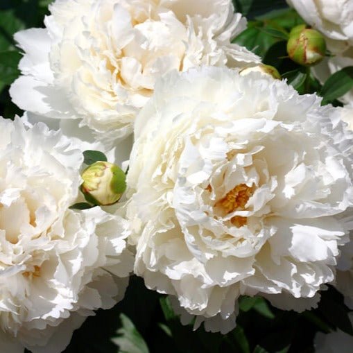 Paeonia : BOWL OF CREAM Perene butaşi trandafiri de grădină în ghiveci sau rădăcină liberă