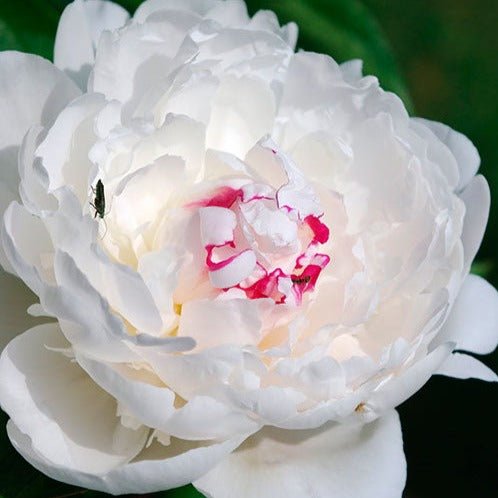 Paeonia: COURONNE D'OR Plants butaşi trandafiri de grădină în ghiveci sau rădăcină liberă