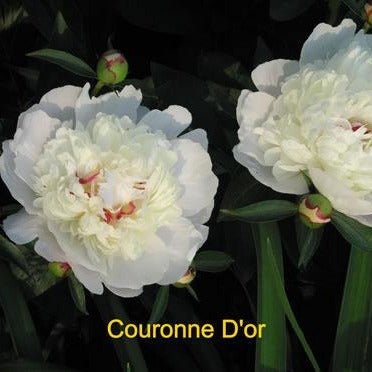 Paeonia: COURONNE D'OR Plants butaşi trandafiri de grădină în ghiveci sau rădăcină liberă