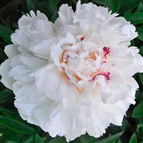 Paeonia: COURONNE D'OR Plants butaşi trandafiri de grădină în ghiveci sau rădăcină liberă