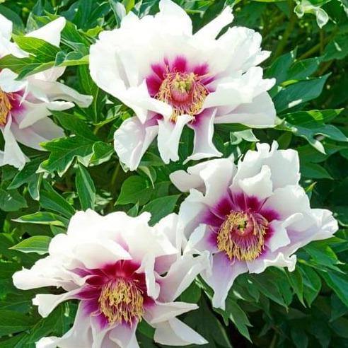 Paeonia Itoh : Cora Louise Perene butaşi trandafiri de grădină în ghiveci sau rădăcină liberă