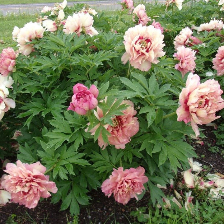 Paeonia: ITOH HILLARY Plants butaşi trandafiri de grădină în ghiveci sau rădăcină liberă