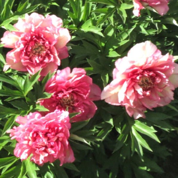 Paeonia: ITOH HILLARY Plants butaşi trandafiri de grădină în ghiveci sau rădăcină liberă
