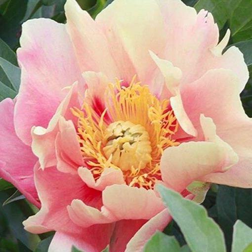 Paeonia Itoh : Julia Rose Perene butaşi trandafiri de grădină în ghiveci sau rădăcină liberă