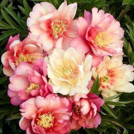Paeonia Itoh : Julia Rose Perene butaşi trandafiri de grădină în ghiveci sau rădăcină liberă