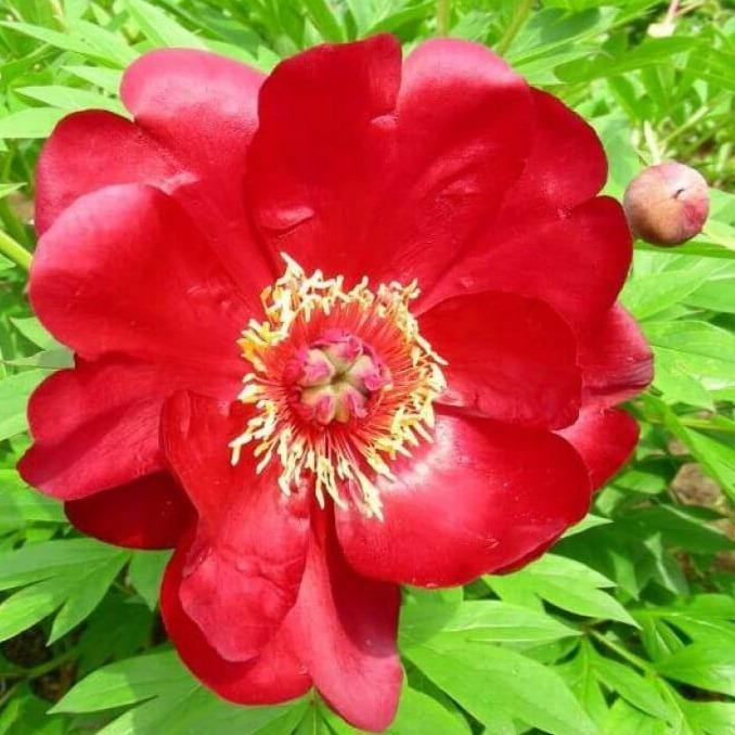 Paeonia Itoh : Scarlet Heaven Perene butaşi trandafiri de grădină în ghiveci sau rădăcină liberă