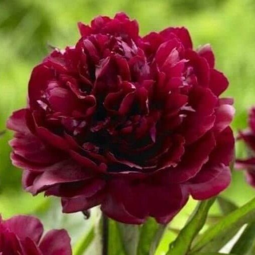 Paeonia Lactiflora : ARMANI Perene butaşi trandafiri de grădină în ghiveci sau rădăcină liberă