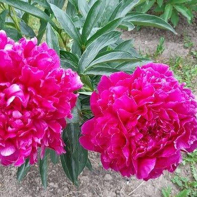 Paeonia lactiflora: AVIS VARNER Plants butaşi trandafiri de grădină în ghiveci sau rădăcină liberă