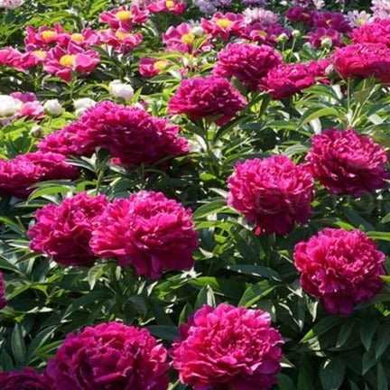 Paeonia lactiflora: AVIS VARNER Plants butaşi trandafiri de grădină în ghiveci sau rădăcină liberă