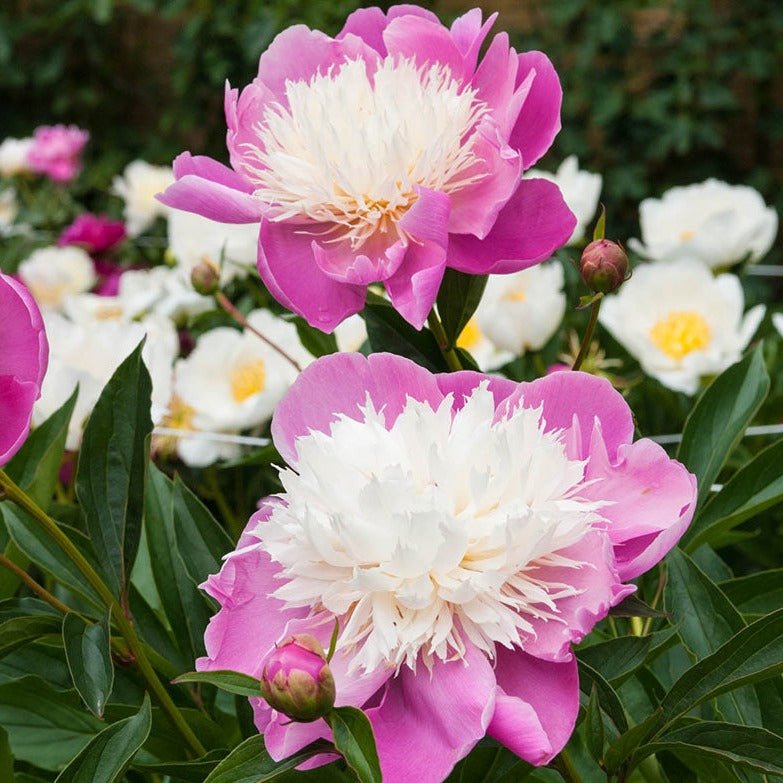 Paeonia lactiflora: BOWL OF BEAUTY Plants butaşi trandafiri de grădină în ghiveci sau rădăcină liberă