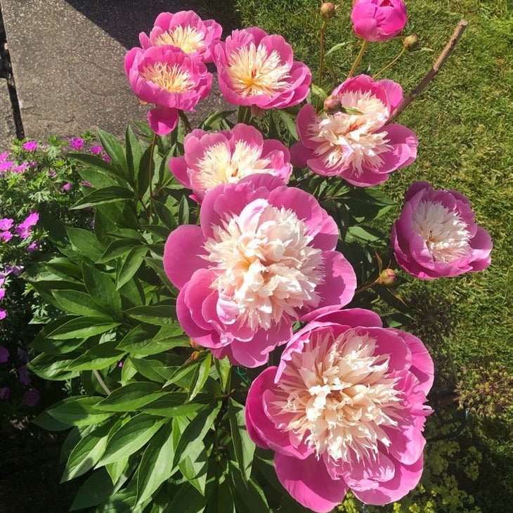 Paeonia lactiflora: BOWL OF BEAUTY Plants butaşi trandafiri de grădină în ghiveci sau rădăcină liberă