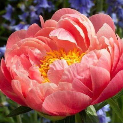 Paeonia Lactiflora : Coral Sunset Perene butaşi trandafiri de grădină în ghiveci sau rădăcină liberă