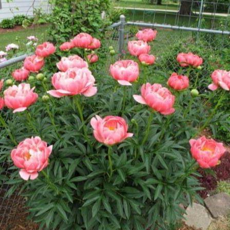 Paeonia Lactiflora : Coral Sunset Perene butaşi trandafiri de grădină în ghiveci sau rădăcină liberă