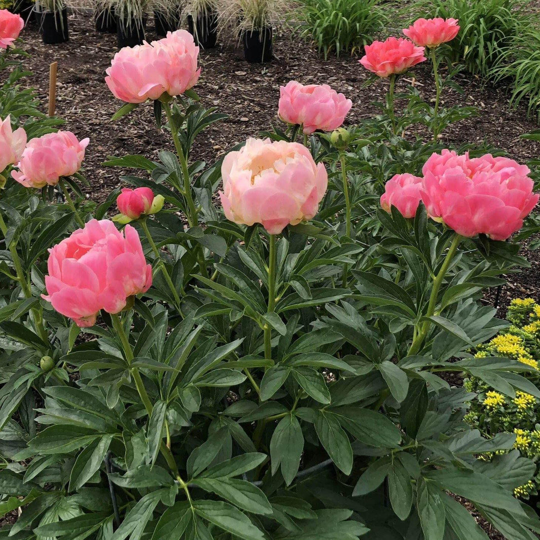 Paeonia Lactiflora : Coral Sunset Perene butaşi trandafiri de grădină în ghiveci sau rădăcină liberă