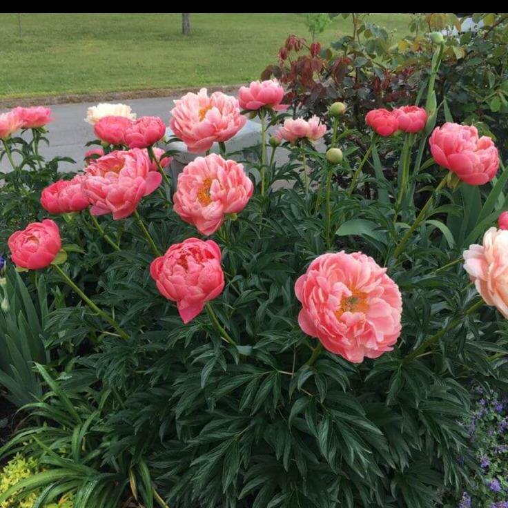 Paeonia Lactiflora : Coral Sunset Perene butaşi trandafiri de grădină în ghiveci sau rădăcină liberă