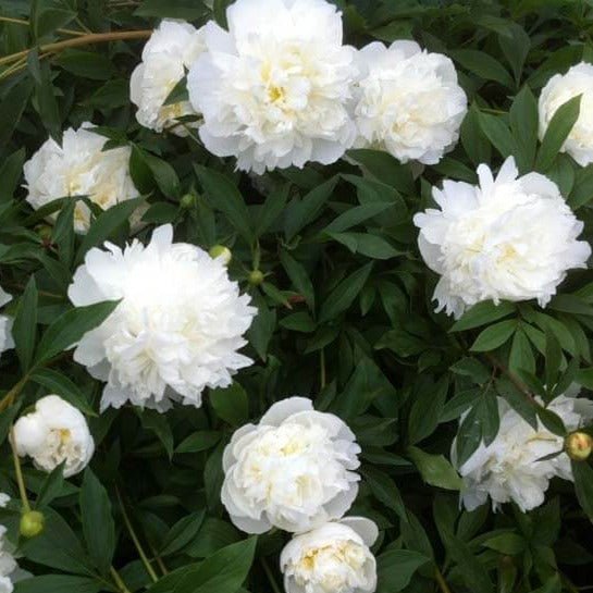 Paeonia Lactiflora : DUCHESSE DE NEMOURS Perene butaşi trandafiri de grădină în ghiveci sau rădăcină liberă