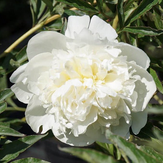 Paeonia Lactiflora : DUCHESSE DE NEMOURS Perene butaşi trandafiri de grădină în ghiveci sau rădăcină liberă