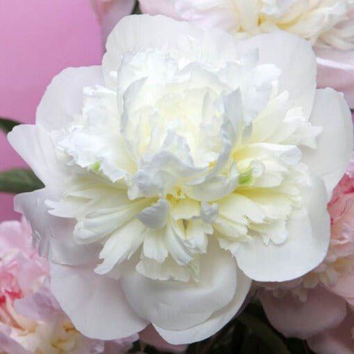 Paeonia Lactiflora : DUCHESSE DE NEMOURS Perene butaşi trandafiri de grădină în ghiveci sau rădăcină liberă