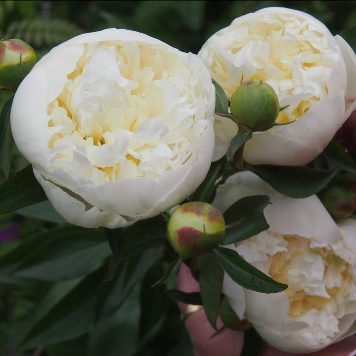 Paeonia Lactiflora : DUCHESSE DE NEMOURS Perene butaşi trandafiri de grădină în ghiveci sau rădăcină liberă