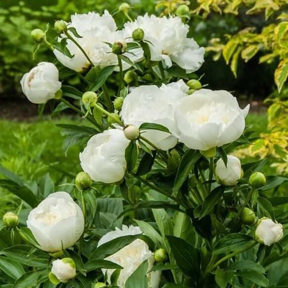 Paeonia Lactiflora : DUCHESSE DE NEMOURS Perene butaşi trandafiri de grădină în ghiveci sau rădăcină liberă