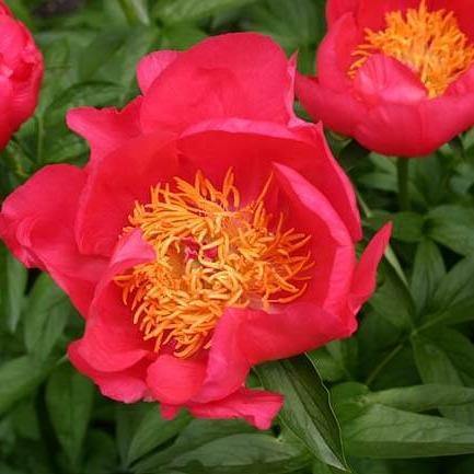 Paeonia Lactiflora : Flame Perene butaşi trandafiri de grădină în ghiveci sau rădăcină liberă