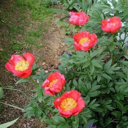 Paeonia Lactiflora : Flame Perene butaşi trandafiri de grădină în ghiveci sau rădăcină liberă