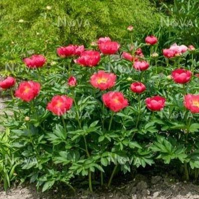 Paeonia Lactiflora : Flame Perene butaşi trandafiri de grădină în ghiveci sau rădăcină liberă