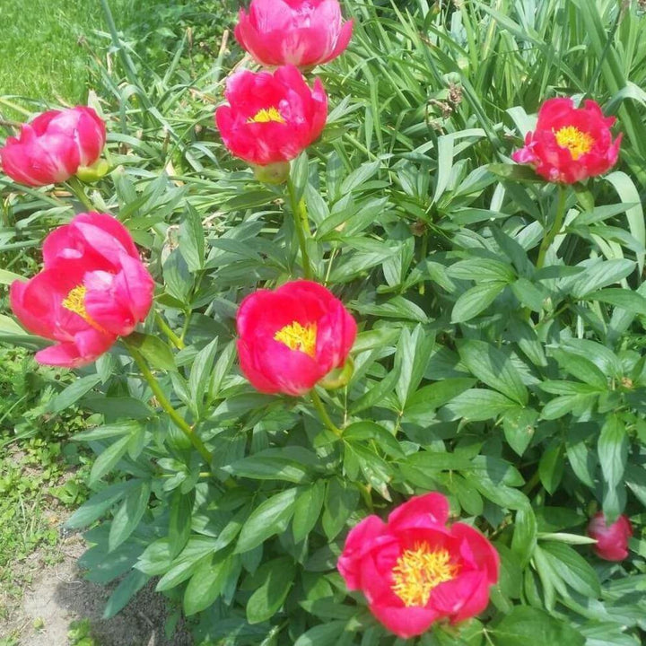 Paeonia Lactiflora : Flame Perene butaşi trandafiri de grădină în ghiveci sau rădăcină liberă