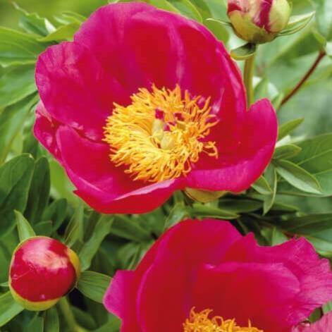 Paeonia Lactiflora : Flame Perene butaşi trandafiri de grădină în ghiveci sau rădăcină liberă