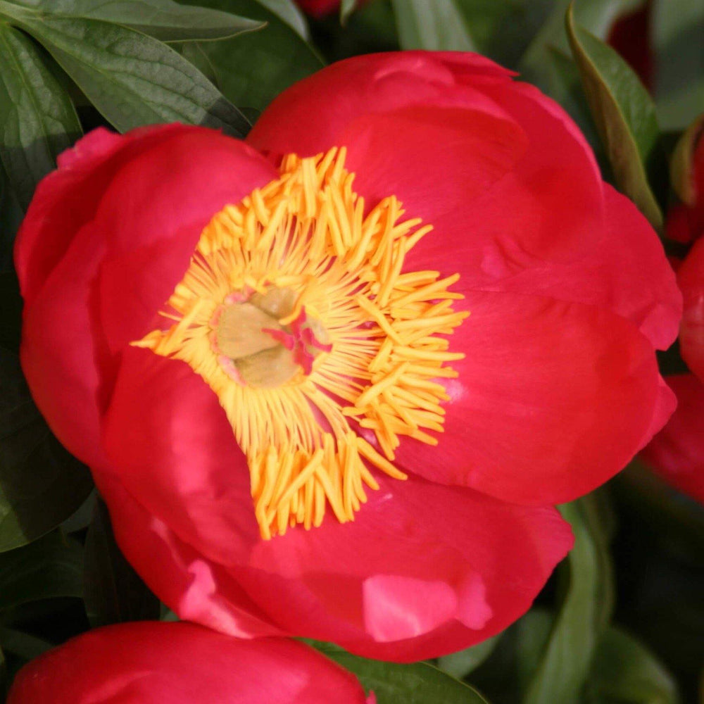 Paeonia Lactiflora : Flame Perene butaşi trandafiri de grădină în ghiveci sau rădăcină liberă