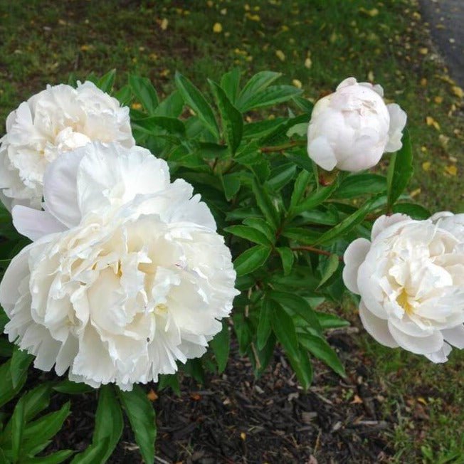 Paeonia lactiflora GARDENIA Planta Perena butaşi trandafiri de grădină în ghiveci sau rădăcină liberă